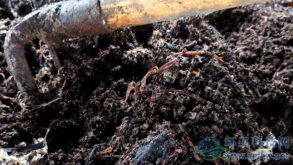 腐殖質(zhì)內(nèi)可以看到一些干垃圾，等蚯蚓吃掉所有腐殖質(zhì)，干垃圾便一覽無余